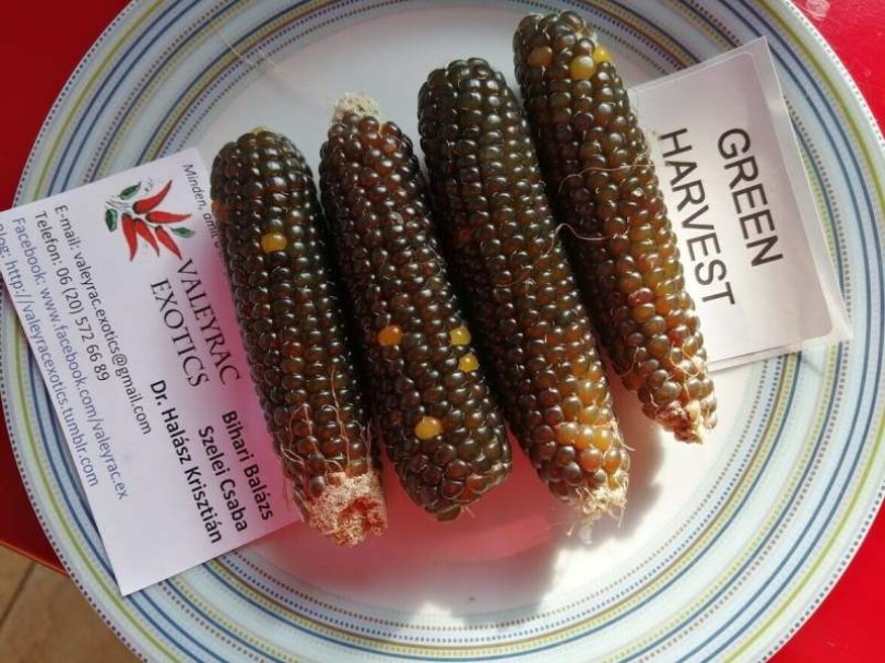 Green Harvest pattogatnivaló kukorica - Kukorica különlegességek az Egzotikus Növények Stúdiója kínálatából